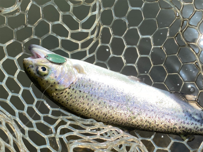 エリアトラウト