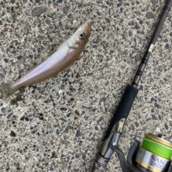 ゆったり休日の堤防キス釣り！！