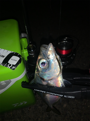 Newタックル入魂釣行♪