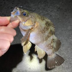 メバル好調です