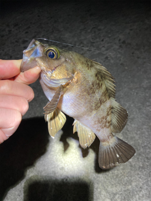 メバル好調です