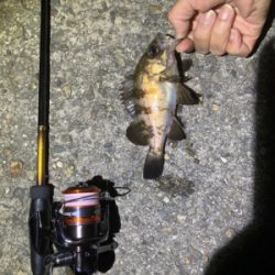 Fシステム+熟成アクアは餌釣り?