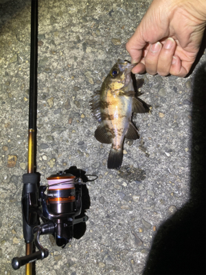 Fシステム+熟成アクアは餌釣り?