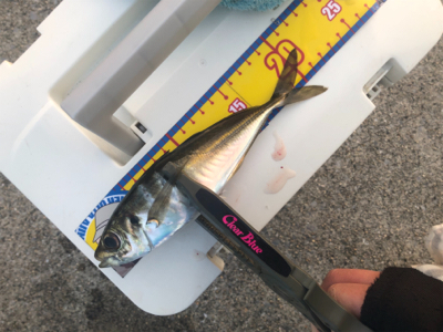 今日も仕事ですが…