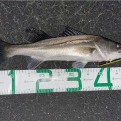 春のシーバスシーズン到来