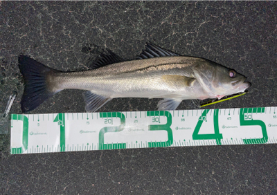 春のシーバスシーズン到来