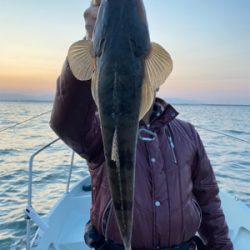 マゴチ　シーバス