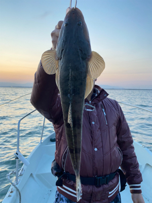 マゴチ　シーバス