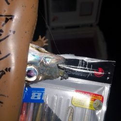 アジング練習　284　