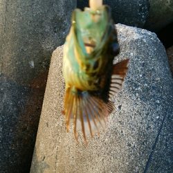 小カサゴ2匹、アナハゼ1匹