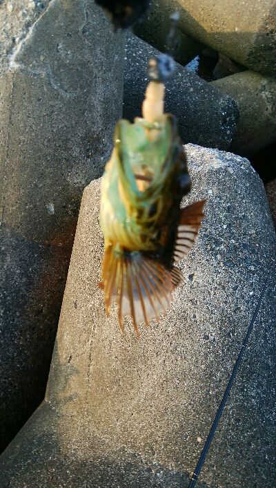 小カサゴ2匹、アナハゼ1匹