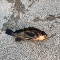 久しぶりの投稿