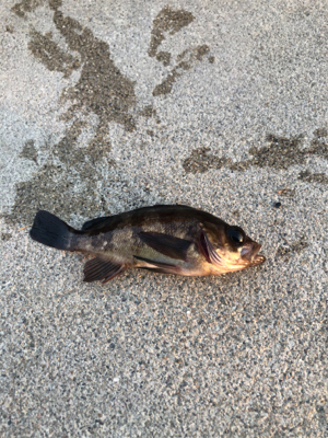 久しぶりの投稿