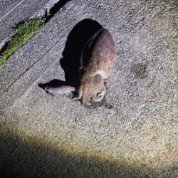 今シーズン初コウイカ