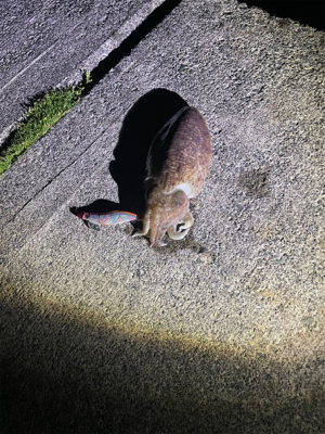 今シーズン初コウイカ