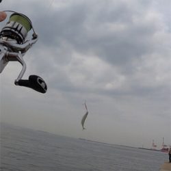 ベイト回遊あり