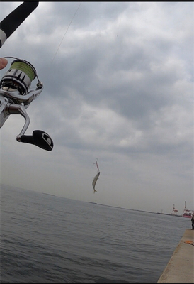 ベイト回遊あり