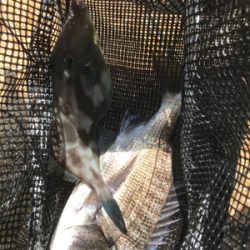 尾道周辺でまったりフカセ