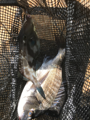 尾道周辺でまったりフカセ