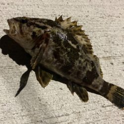 アジングの練習2