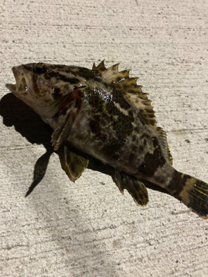 アジングの練習2