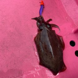 春イカティップラン