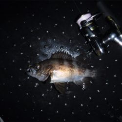 メバルダービー最終日