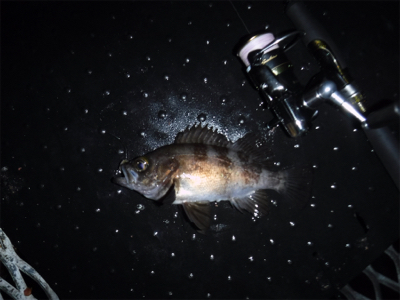 メバルダービー最終日