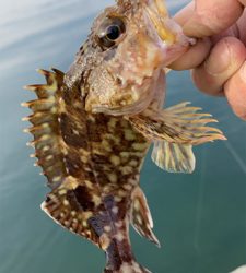 春烏賊を求めて。