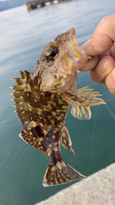 春烏賊を求めて。