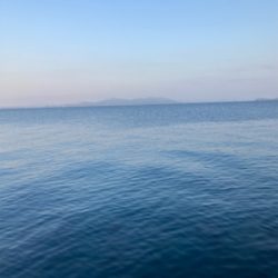 でっかいタチウオ