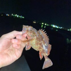 青物はまだ、、