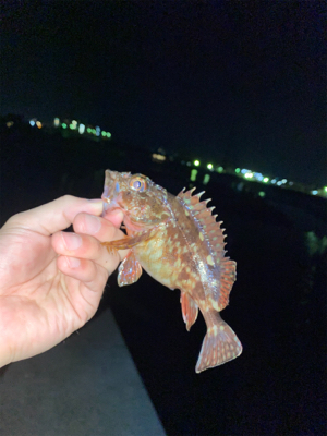 青物はまだ、、