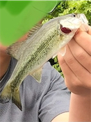 今シーズン最初の桜池