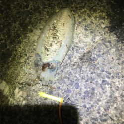 コウイカ 釣行