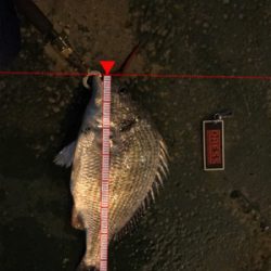 バチパターン？