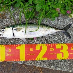 サバの回遊がありました