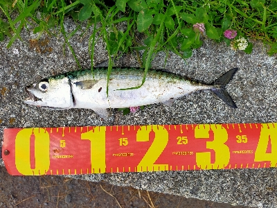 サバの回遊がありました