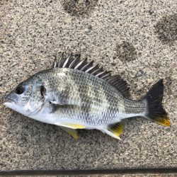 満潮狙いでエビ撒き