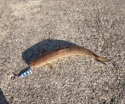 エソ　和田防新波止