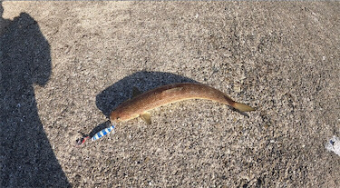 エソ　和田防新波止