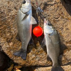 爆風サラシのヒラスズキ