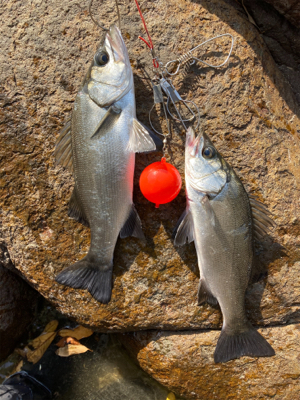 爆風サラシのヒラスズキ