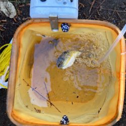 大黒埠頭海釣り施設にての釣果