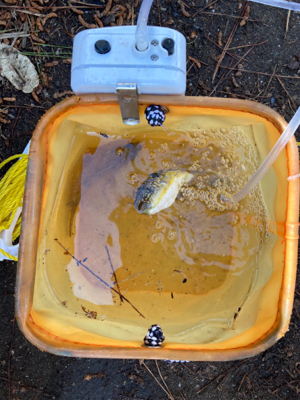 大黒埠頭海釣り施設にての釣果