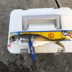 ベスポジ入れず