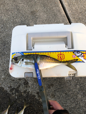 ベスポジ入れず