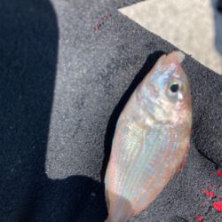 堤防から鱚釣りで3目達成