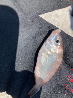 堤防から鱚釣りで3目達成