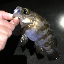 メバル好調です